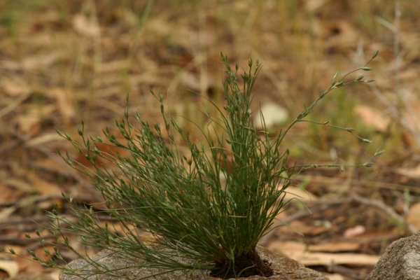 Juncus bufonius